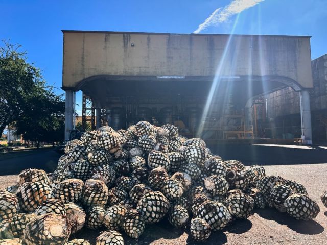 Thanks to @herradurateq for this beautiful and unique tour. Agave spirits are always such an inspiration for our team. We are dreaming of the many things to do with all we have learned.
A special thanks to Saul our incredible guide, who made this experience unforgettable ♥️